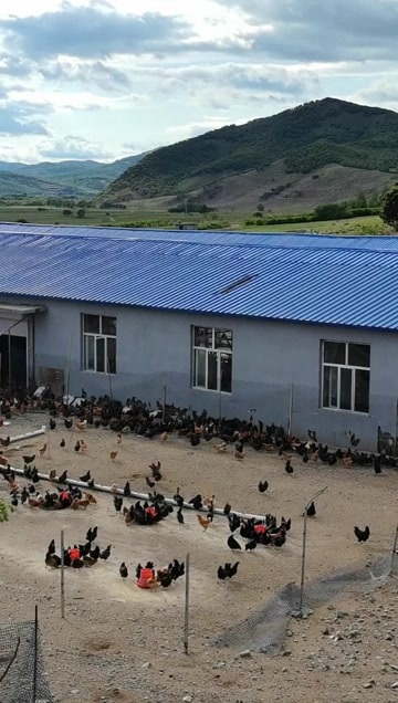 扎兰屯市山林散养绿壳鸡蛋（纯土鸡蛋）