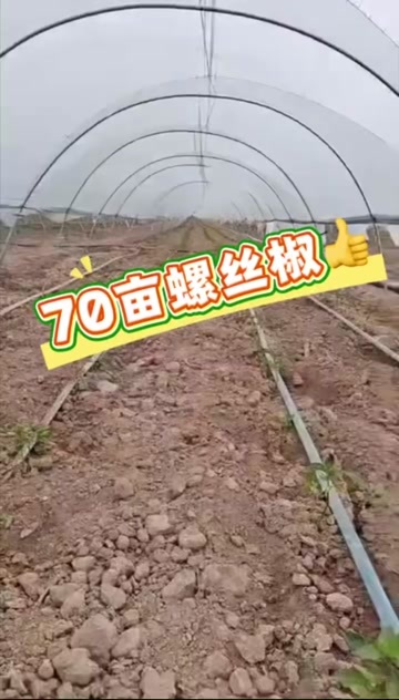 合阳县陕西合阳螺丝椒 新鲜辣椒 茄果类蔬菜 直供产地 农产品批发