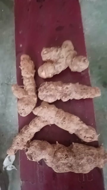 隆回县土伏苓鲜货
