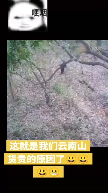 云南新鲜野生菌，鸡枞