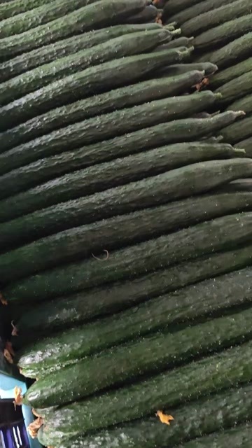 兰陵县山东露天黄瓜  大量上市 货源充足 产地直发直供