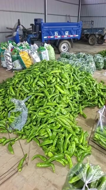 大量牛角螺丝椒上市，欢迎全国各地客商，有意联系