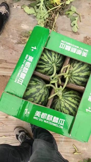 麒麟瓜