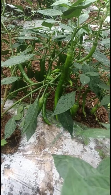 湖南湘西花垣县新鲜辣椒优质供应