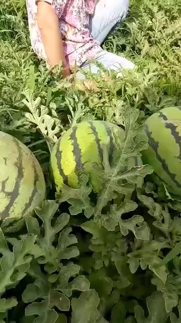 新品西瓜个头大还甜