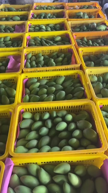 百色广西百色台农芒果热带水果芒果产地直发一件代发产地代办社区团购