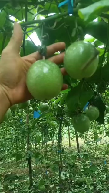 河口县云南河口百香果 （黄金果）大量上市中 需要的老板联系