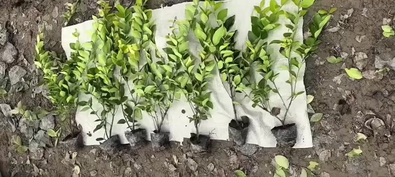 杭州金森女贞苗木 萧山发货 品质优选