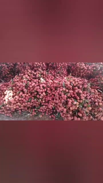 惠来县各地区产地的荔枝代办。。。有需要的果商欢迎来信咨询。。。