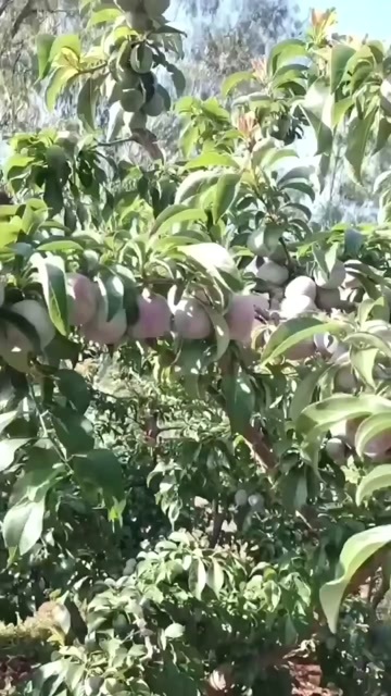 汉源县李子，需要什么品种的都有，现做5月脆。