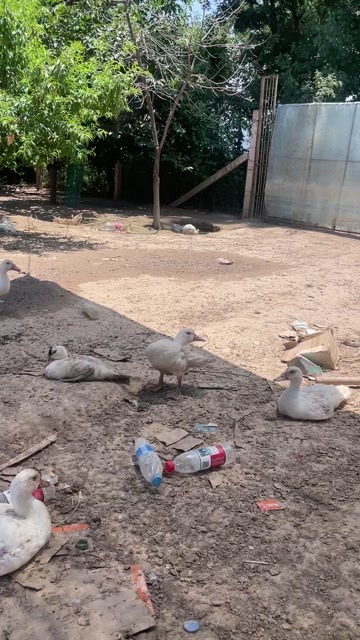 渭南番鸭，红脸鸭