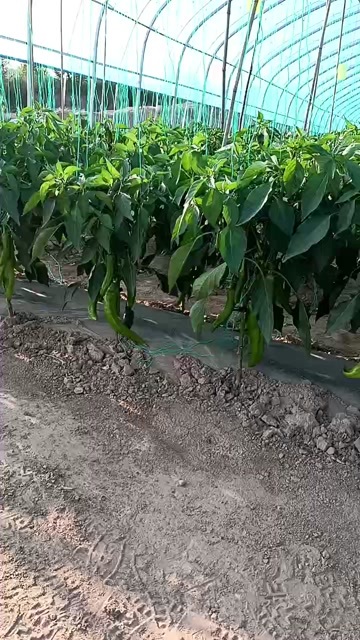 涿鹿县螺丝椒