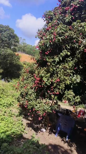 陆川县禾荔