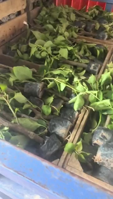 漳州5万棵四季红三角梅小苗走起