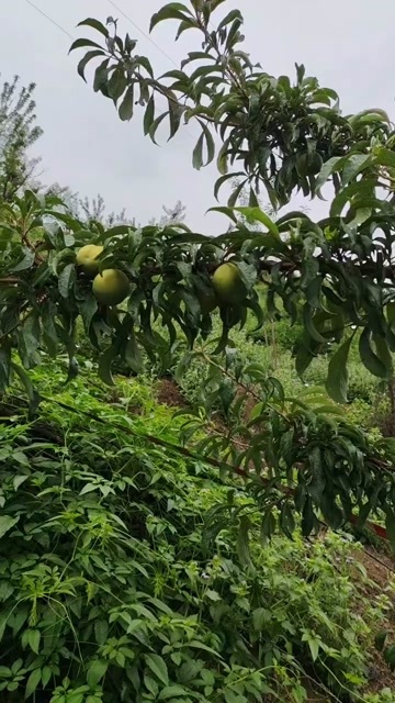 紫云县贵州紫云蜂糖李 新鲜水果核果仁果类李子