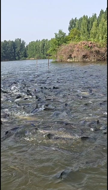 平阴县青鱼纯饲料低蛋白，水库（源头山泉水常年流动）。每条鱼龄4年➕