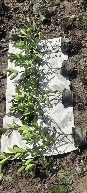 杭州红叶石楠苗木 萧山发货 品质保障