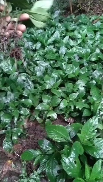 黔西市板蓝根种苗