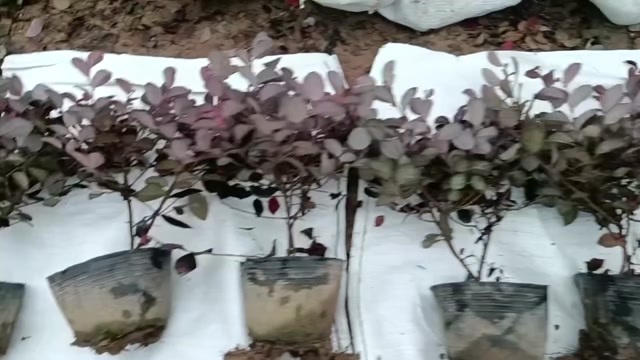 杭州红花继木苗木花草灌木浙江杭州萧山产地直供