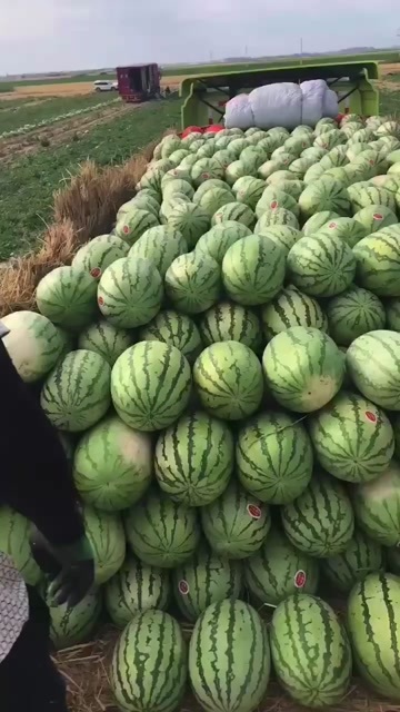 中卫宁夏硒砂瓜