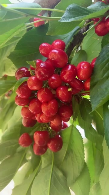 沙米豆大樱桃