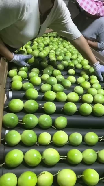 海口海南保亭钦蜜9号百香果、大量批发、小中大、特大果