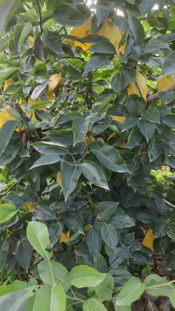舞阳县苏翠1号
