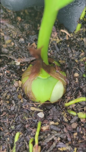 冰球子种苗，多芽大叶紫花品种，提供种植技术指导