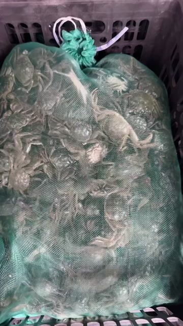 南京六月黄