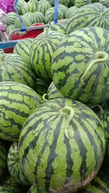 通许县精品美都。无子金花。龙卷风西瓜，大量供应。