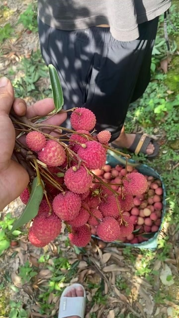 灵山县广西灵山龙武桂味