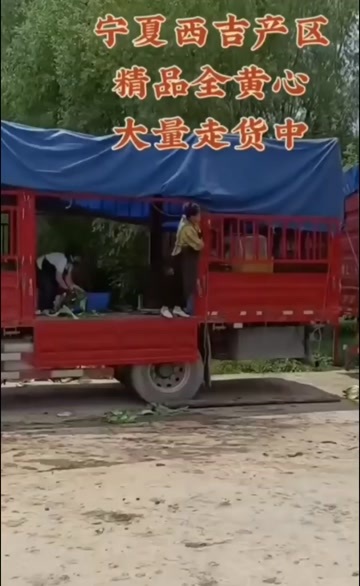 西吉县黄心大白菜