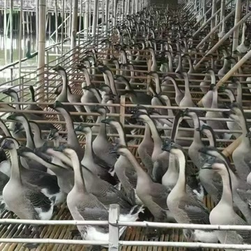 广东清远黑棕鹅批发，现宰现发 保证新鲜品质 价格实惠便宜