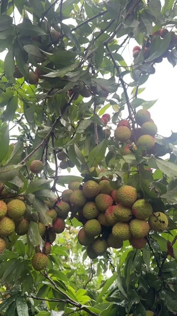 灵山县新鲜水果每天可以代发10万斤欢迎有市场的老板来
