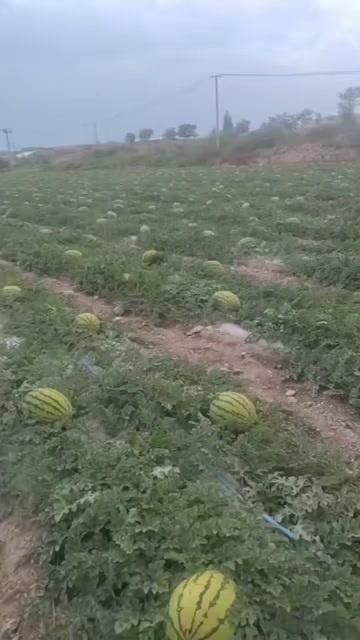 中卫硒砂瓜