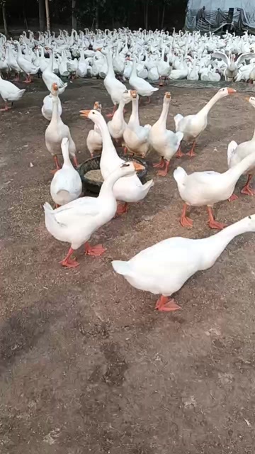东海县70天蒲三鹅
