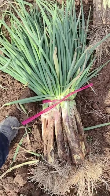 靖远县红葱