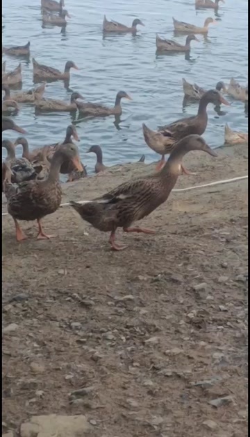 湖北天门金定鸭，蛋鸭