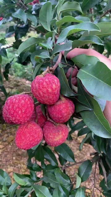 玉林仙进奉荔枝