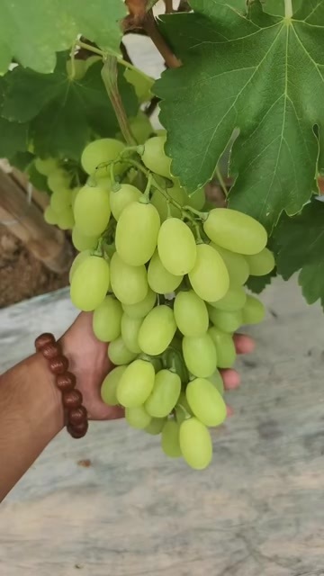 饶阳县维多利亚价格便宜