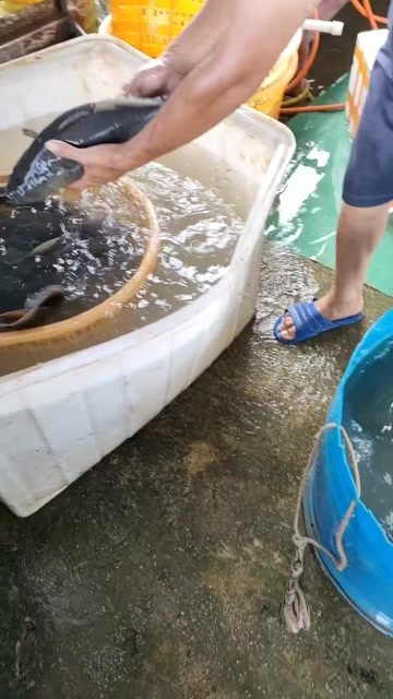 珠海生猛笋壳鱼