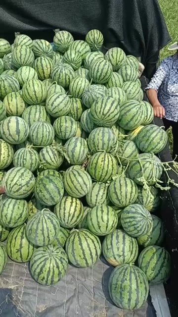 天津宝哥拱棚井水西瓜，皮薄口感一流13个糖以上，红麒麟，金城武