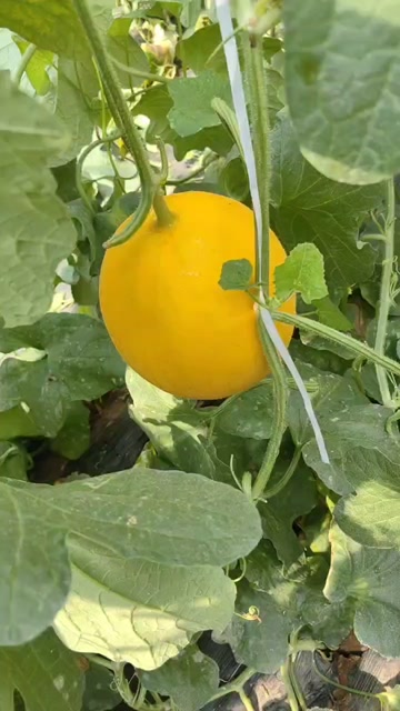 久红瑞甜瓜，黄皮甜瓜黄金蜜瓜货源充足，对接商超档口，电商平台