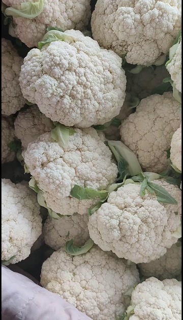 定西定西高原夏菜精品青梗白面小米散花