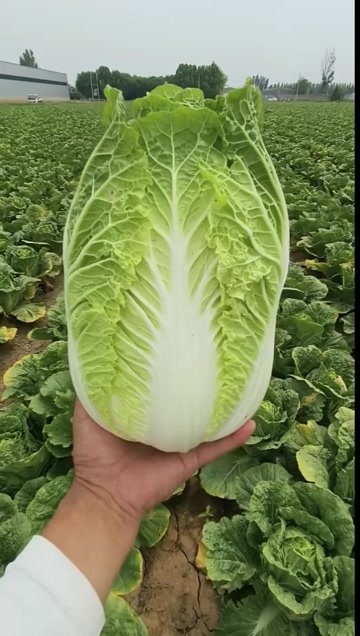 沽源县有需要：白菜。生菜。娃娃菜。角瓜。甘蓝。。豆角。  可以和