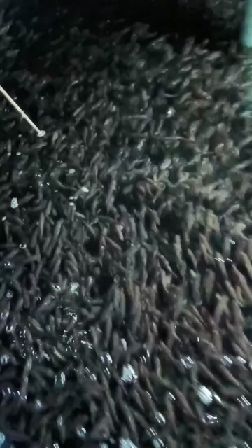 肇庆加洲鱼苗
