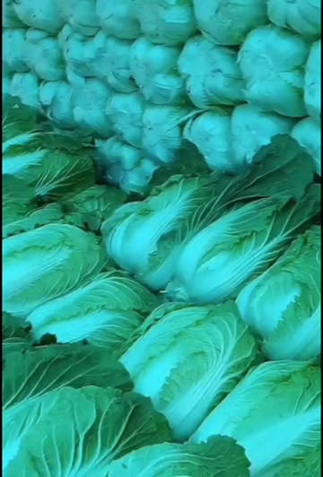 黄心大白菜
