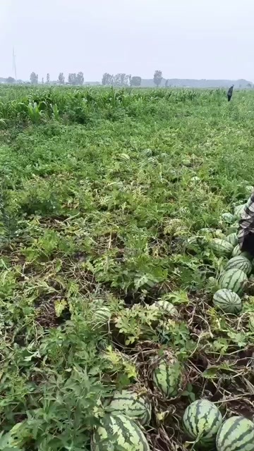 天津宁河西瓜产区，猛虎1号
