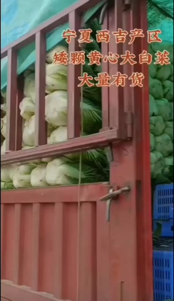黄心大白菜