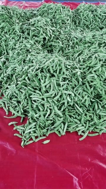 公主岭市东北大油豆角